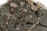 Polished Ammonite (Promicroceras) Slice - Marston Magna Marble #211373-2